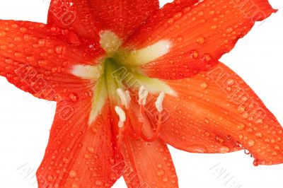 orange lily in the Rozsa drops