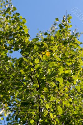 green birch leaves