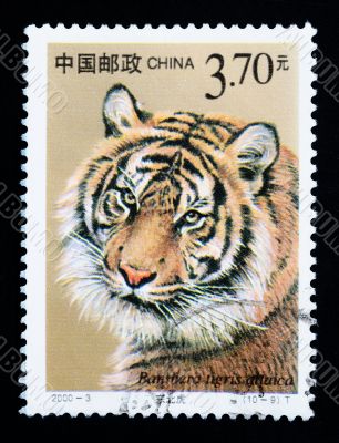 CHINA - CIRCA 2000: A stamp printed in China shows Panthera tigris altaica, series, circa 2000 