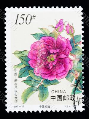 CHINA - CIRCA 1997: A Stamp printed in China shows Chinese rose flowers, circa 1997