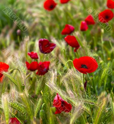 Red poppy