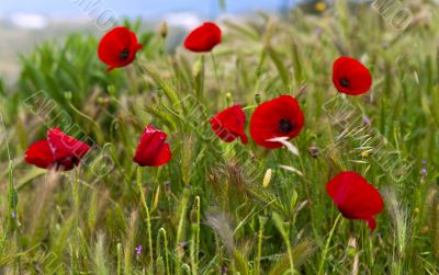 Poppy background