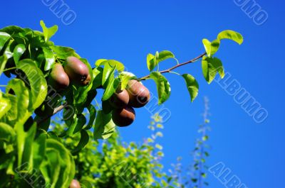 pears on the tree over blue sky 