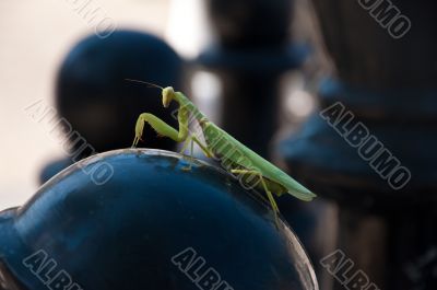 Mantis