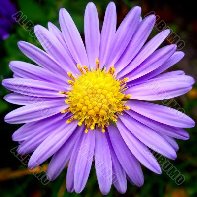 Purple flower