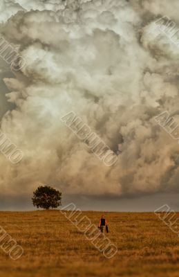 Lonely tree in the clouds.