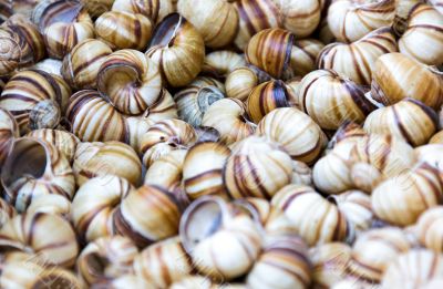 Snail shells