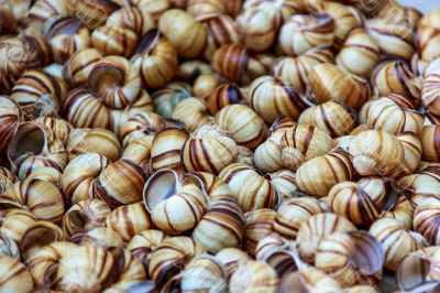 Snail shells Snail shells