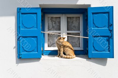 Blue window and red cat