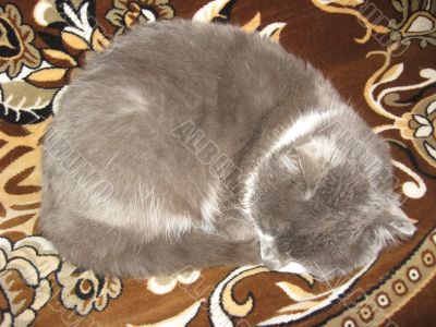 The grey cat sleeps on a sofa