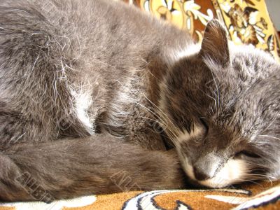 The grey cat sleeps on a sofa