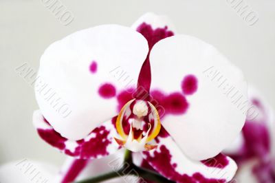 Beautiful orchid Beautiful orchid