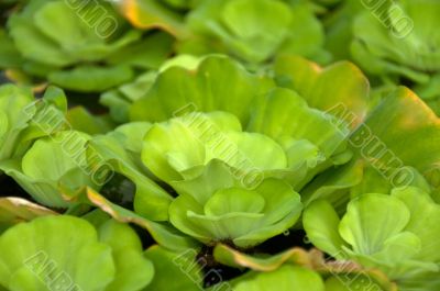 Green plants in bowl