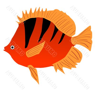 illustration of fish