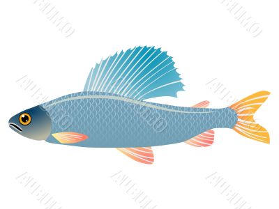 illustration of fish