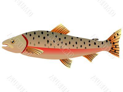 illustration of fish