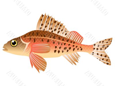 illustration of fish