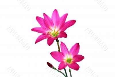 pink flowers pink flowers