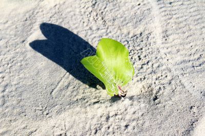 plants growing on sand