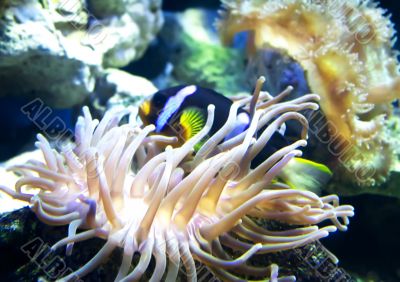A anemonefish A anemonefish