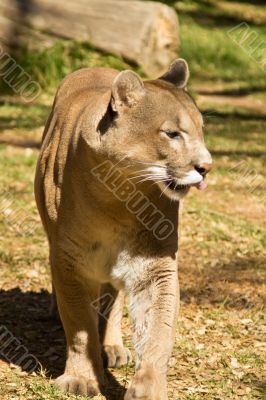 Puma, Cougar or Mountain Lion