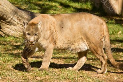 Puma, Cougar or Mountain Lion
