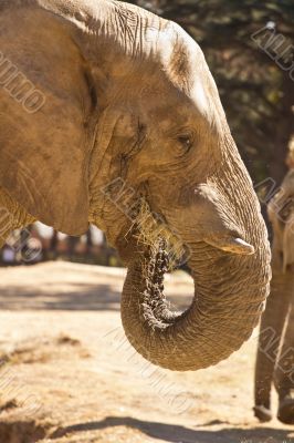 Elephant eating grass