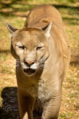 Puma, Cougar or Mountain Lion
