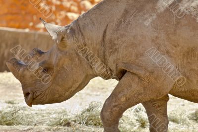 Hook-lipped Rhino