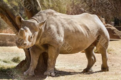 Hook-lipped Rhino