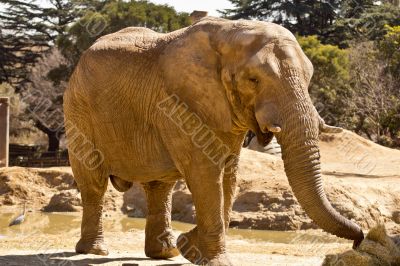 Elephant eating grass