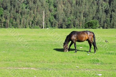 Horses on the meadow eat the grass