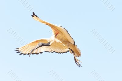 A Crane in flight