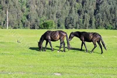 Horses on the meadow eat the grass