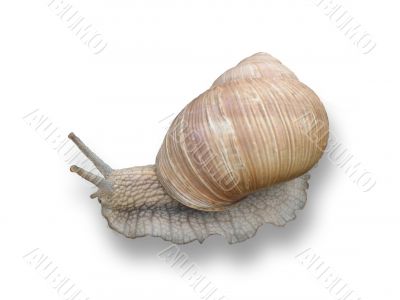 land snail land snail