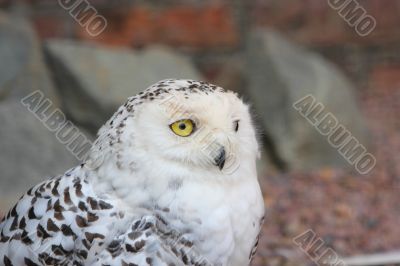 Snowy owl, Bubo Scandiacus