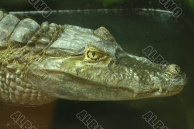 Head of a green crocodile
