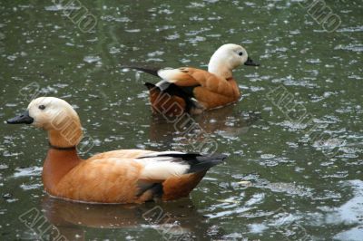 Two gold ducks on a pond