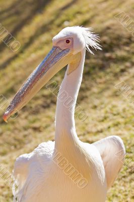 White Pelican