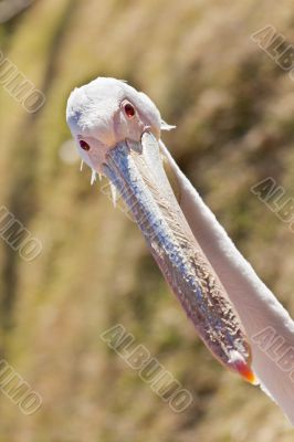 White Pelican
