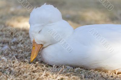 Sleepy duck