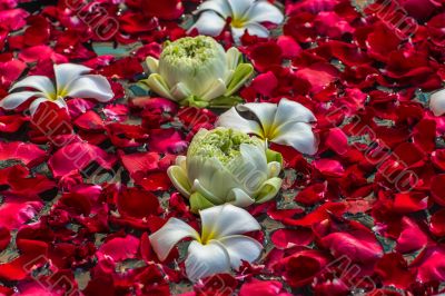 Rose petals, lotos and plumeria flowers in a water