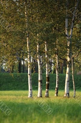 Birch Grove