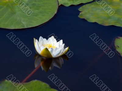 Water lily