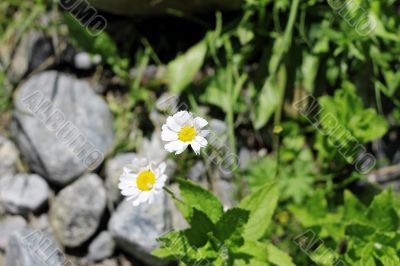 Wild camomille growing on the stone ground