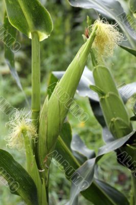 Corn field ready for harvest. Summertime plantation