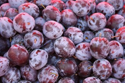 Plums