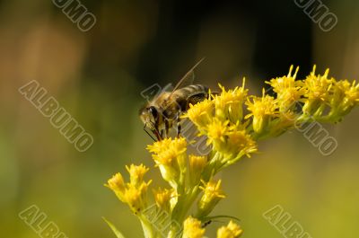 A bee collects nectar