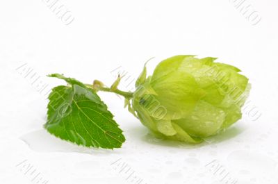 Green hop cones on a white background