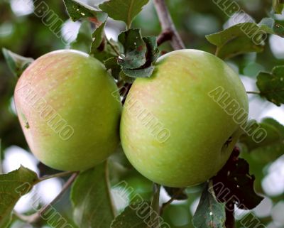 Green and red apple hanging on tree